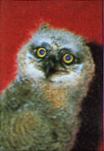
A fledgling owl is just one of the creatures wildlife rescuers help.
